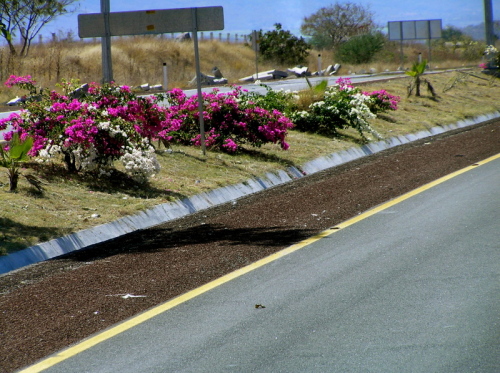 Bepflanzung Autobahnmittelstreifen / Zum Vergrößern auf das Bild klicken