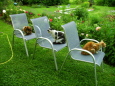3 Katzen auf 3 Stühlen