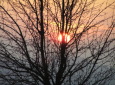 Baum in untergehenden Sonne am Sonntagberg / Zum Vergrößern auf das Bild klicken