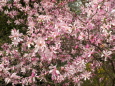 Bruno Hersche / Blühende Magnolie im Garten / Zum Vergrößern auf das Bild klicken