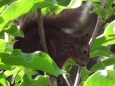 Bruno Hersche / Eichhörnchen im Magnolienbaum / Zum Vergrößern auf das Bild klicken