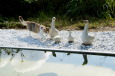 Junge Katze bei den Enten am Wasserbecken / Zum Vergrößern auf das Bild klicken