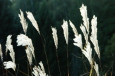 Bruno Hersche / Blühendes Gras in der Herbstsonne / Zum Vergrößern auf das Bild klicken