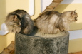 Bruno Hersche / graue Katzen auf Blumentonne / Zum Vergrößern auf das Bild klicken