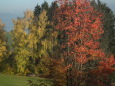 Bruno Hersche / Herbstfarben an Bäumen Reisenberg / Zum Vergrößern auf das Bild klicken