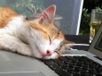 Junge Katze auf dem Computer / Zum Vergrößern auf das Bild klicken