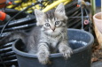 Bruno Hersche / Junge Katzen am gedeckten Balkon / Zum Vergrößern auf das Bild klicken