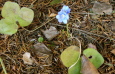 Leberblumchen an unserem Waldplatz am 31.12.06 / Zum Vergrößern auf das Bild klicken