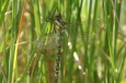 Libelle am Schilf im Seerosenteich / Zum Vergrößern auf das Bild klicken