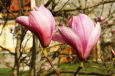 Bruno Hersche / Magnolienblüten beim Waldplatz / Zum Vergrößern auf das Bild klicken