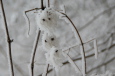 Raureif Schneeeule / Zum Vergrößern auf das Bild klicken