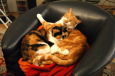 Rote Katze und Katzenmutter im Fauteuil / Zum Vergrößern auf das Bild klicken