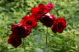 Rote Rosen vor der Küche / Zum Vergrößern auf das Bild klicken