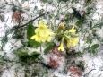 Schluesselbluemchen im Schnee