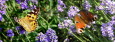 Schmetterlinge im Blumengarten
