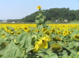 SonnenblumenfeldSt. Georgen am Ybbsfeld - eine herausragende / Zum Vergrößern auf das Bild klicken